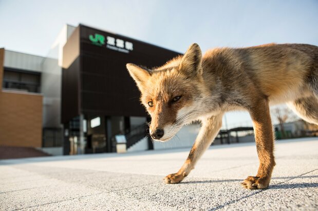 A fox outside Futaba Station, from Konsento no mukōgawa (On the Other Side of the Power Outlet). (© Nakasuji Jun)