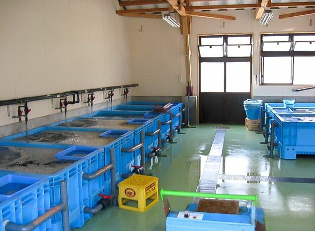 The Tajimaya brand sea cucumber plant. (Courtesy of the Ama municipal government)