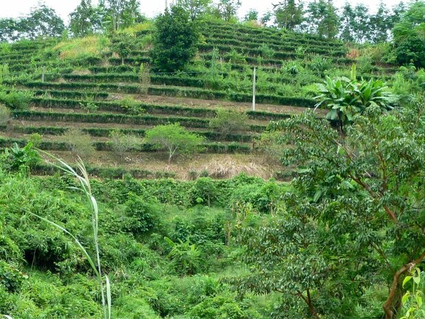 シーサンパンナ周辺の原生林は木が伐採され、かつての熱帯林は山麓を埋めつくす茶の段々畑に変わっていた（筆者撮影）