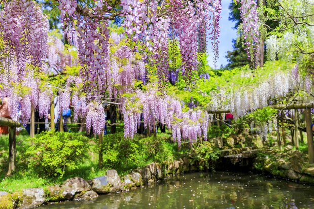 The wisteria grove in the Man’yō Botanical Garden. The flowers are in full bloom from late April to early May. (© Pixta)