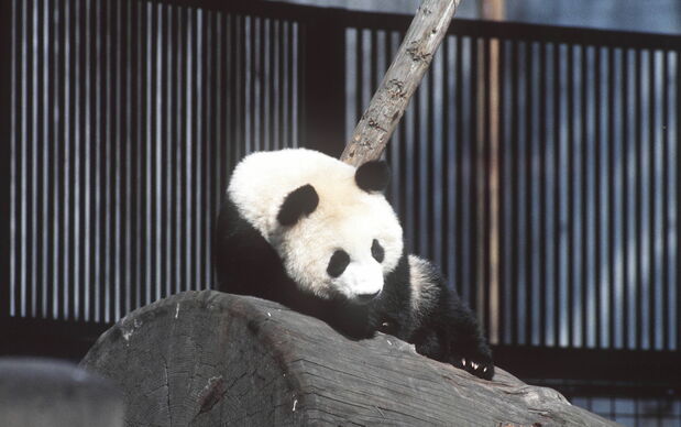 満1歳になったパンダのトントン=1987年6月1日、東京・台東区の上野動物園(時事)