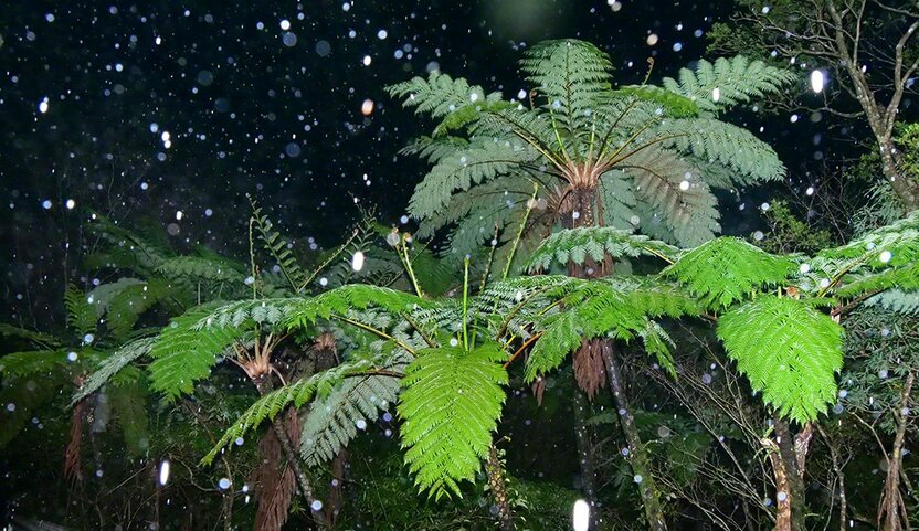 2021年4月、奄美大島の最高峰・湯湾岳で降雪。亜熱帯植物のヒカゲヘゴに雪が舞う奇跡の光景
