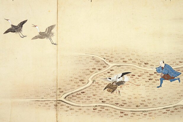 江戸後期の『御鷹野図巻』(国会図書館蔵)の一部分。鷹が捕まえているのは目の周りが赤いマナヅルで、飛んで逃げているのがナベヅル。革の手袋「餌掛け(えがけ)」を着けた鷹匠(たかじょう)が駆け寄っている
