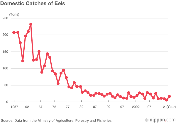 Stalking—and Saving—the Wild Eel: An Interview with Marine Biologist Tsukamoto Katsumi
