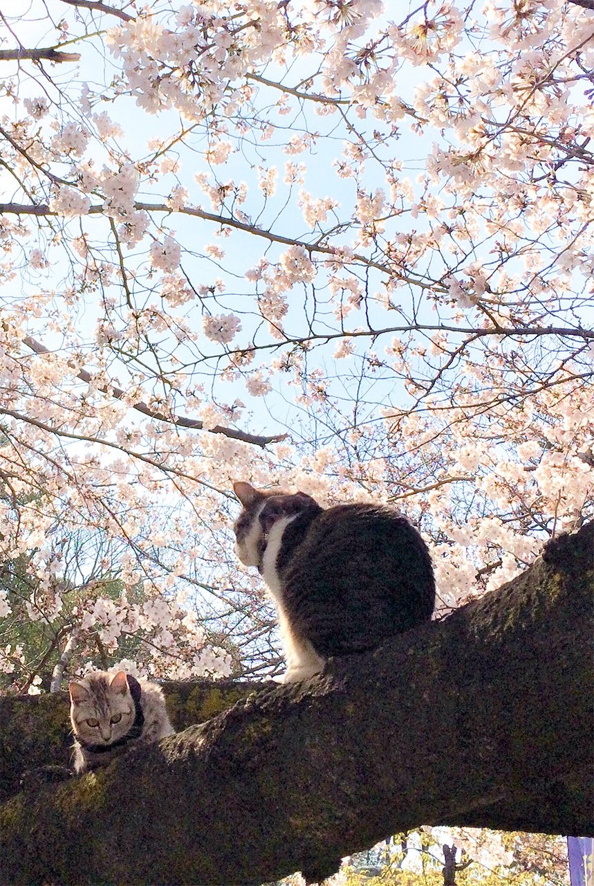 猫咪也来凑热闹