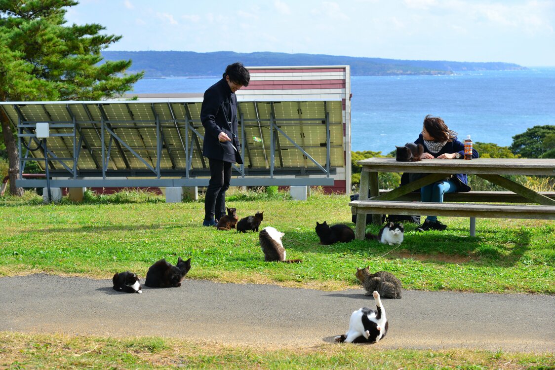 マンガアイランドには、いつもたくさんの猫がいる。　写真：シュープレス