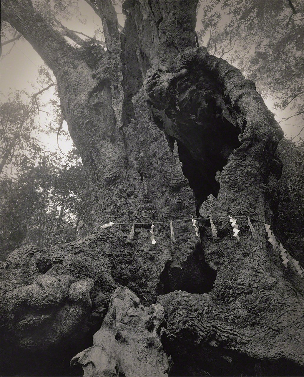 Depictions of Eros and Thanatos: Sacred Trees of Shintō Shrines Through the Lens of Ōsaka Hiroshi