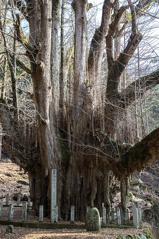 En busca de los árboles gigantes: 7. Desnudados por el frío