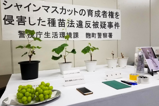 Plántulas de uvas shine muscat almacenadas ilegalmente. El individuo implicado en el incidente fue remitido a la fiscalía. Comisaría de Kōjimachi, Policía Metropolitana de Tokio, distrito de Chiyoda, junio de 2021.
