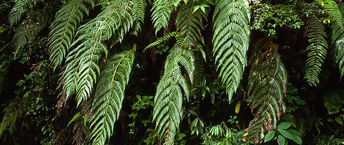 Une forêt japonaise vestige de l’époque préhistorique 