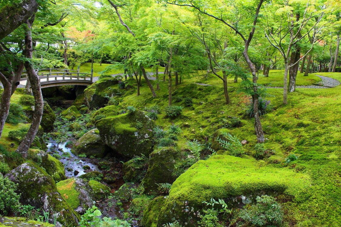 変化に富んだ景観を見せる箱根美術館（神奈川県）の日本庭園。この景観が多様なコケの生育を可能にする（筆者撮影）