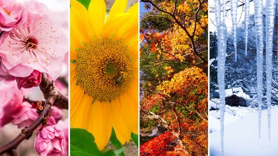 Japan’s 72 Microseasons