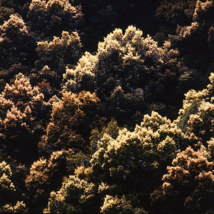 Fleurs de castanopsis