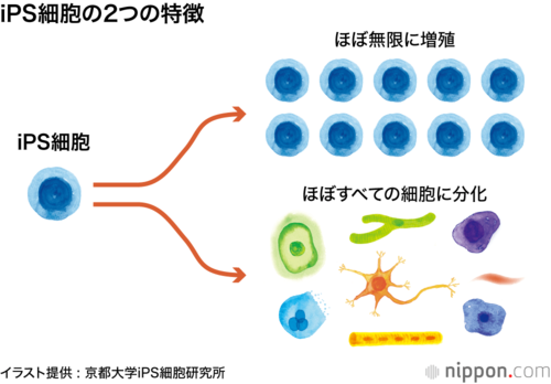 iPS細胞の2つの特徴