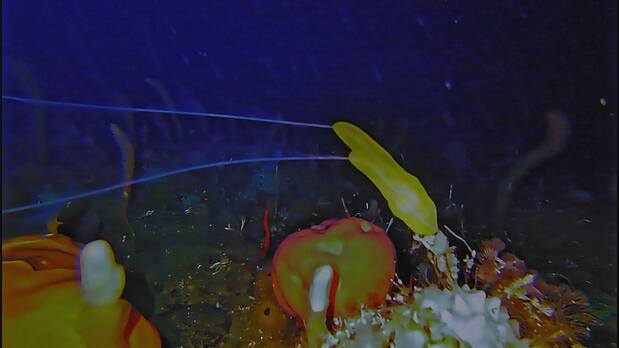 “棉花水母”用其黄色身体上的白色触手收集食物,不会游泳