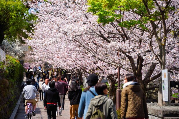 Blossom-viewers converge on Kumamoto Castle in great numbers.