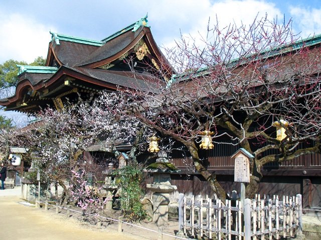 京都府・北野天満宮のウメ。平安時代以前はウメが春を代表する花だった（筆者撮影）