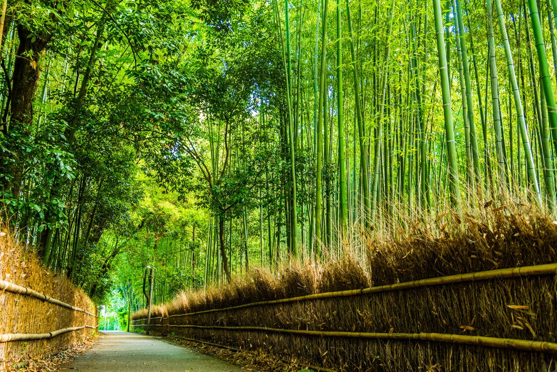 Des bambous de 5 à 10 mètres de haut se dressent et bordent ce chemin qui a été classé paysage historique protégé de Kyoto.