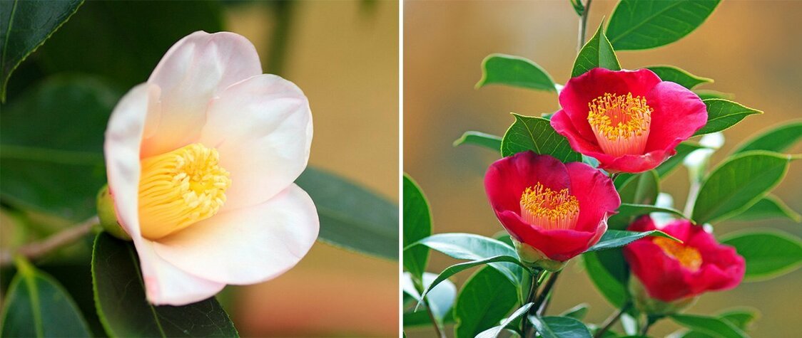 Shiro-wabisuke, une fleur très prisée pour la décoration des salons de thé (à gauche) ; camélia d’hiver.
