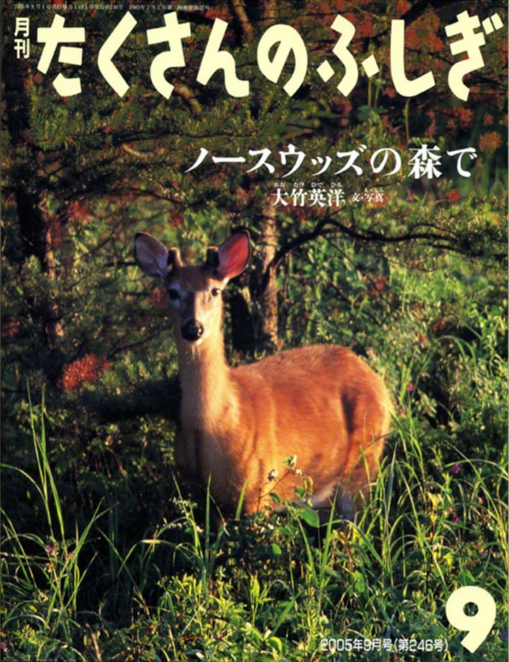 たくさんのふしぎ 2005年9月号『ノースウッズの森で』（福音館書店）※現在は傑作集として単行本化されている。
