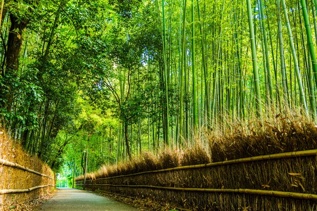 高达5-10米的竹林隧道,被指定为京都市历史风土特别保存区