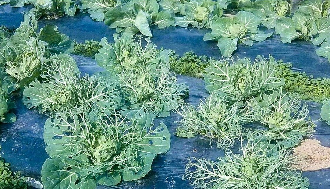 同じ畑で上は元気なキャベツ、下は弱っているキャベツ。虫は弱いキャベツに集中する。