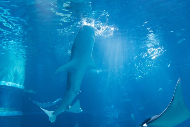 海面にまかれた餌を、周りの水ごと飲み込むジンベエザメの姿は大迫力