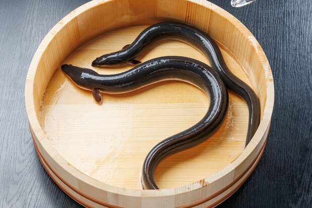 The size difference between male (top) and female (bottom) eels is clear at first sight. (Photo courtesy of the Consortium for New Market Development of Large Female Eels)