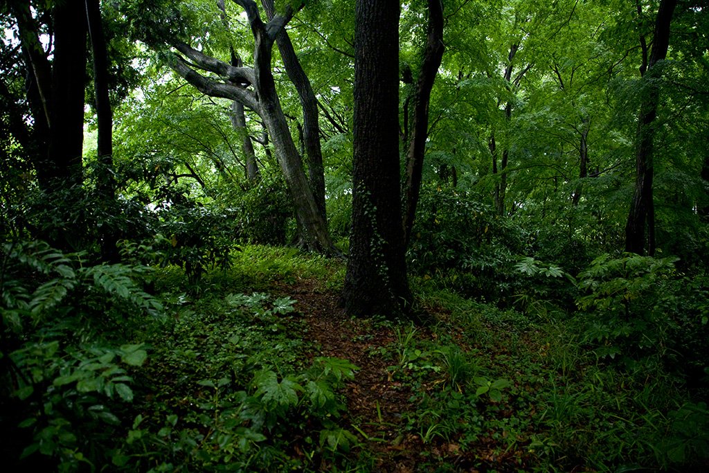 [Diapositivas] ¡Bienvenidos al bosque!