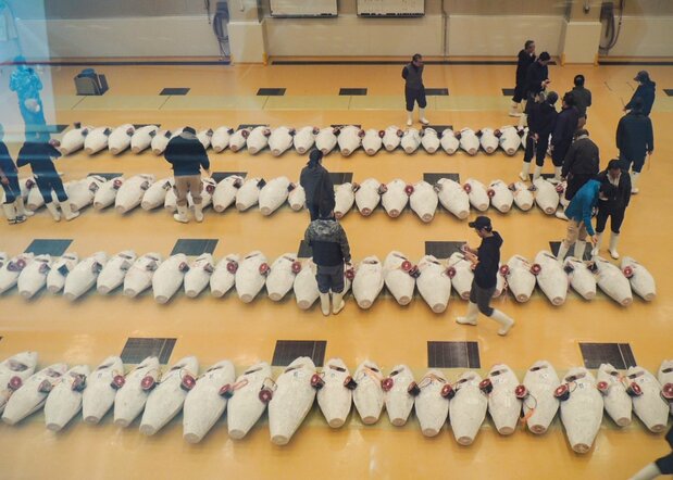 見学通路から見下ろしたマグロの取引。現在、見学は休止中なので、再開の情報などは公式HPなどで要確認 写真=筆者提供
