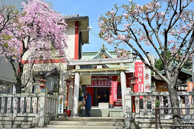 かつて大門近くにあった吉徳稲荷に、郭内四隅にあった稲荷を合祀(ごうし)した吉原神社。左が御神木の一つ「逢初桜」