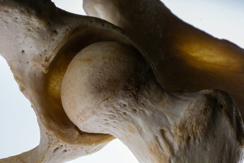 The head of the femur, or thigh bone, fits into and swivels freely inside the cup-shaped acetabulum. (© Ōnishi Naruaki)