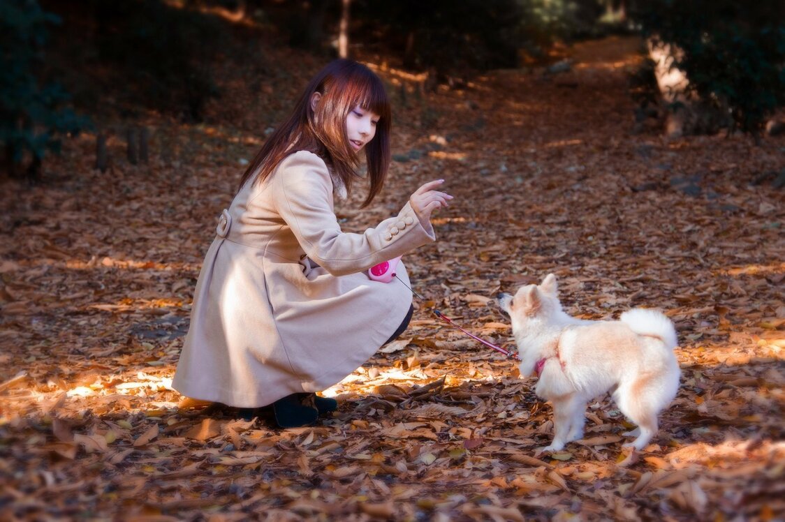 En Japón, las razas pequeñas de perros son las más populares como mascotas
