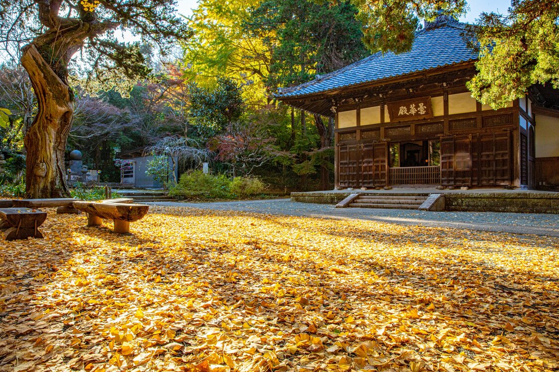 净智寺正殿前，银杏叶铺满地面