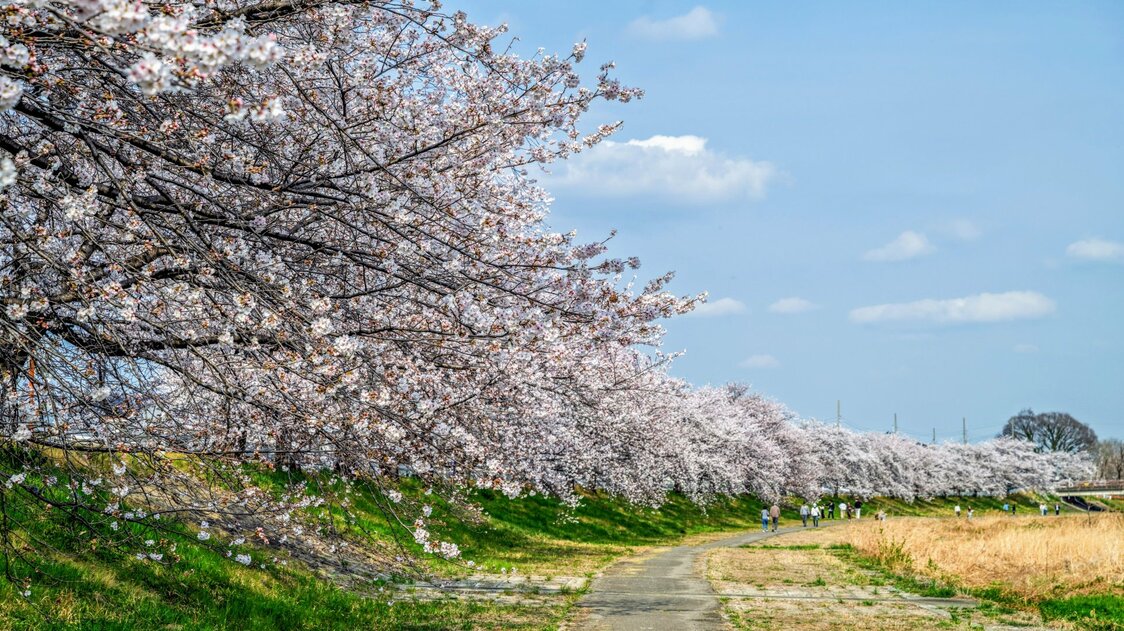 こだま千本桜=埼玉県本庄市（フォトAC） / 川の両岸約5キロにわたって1100本の桜が植えられている