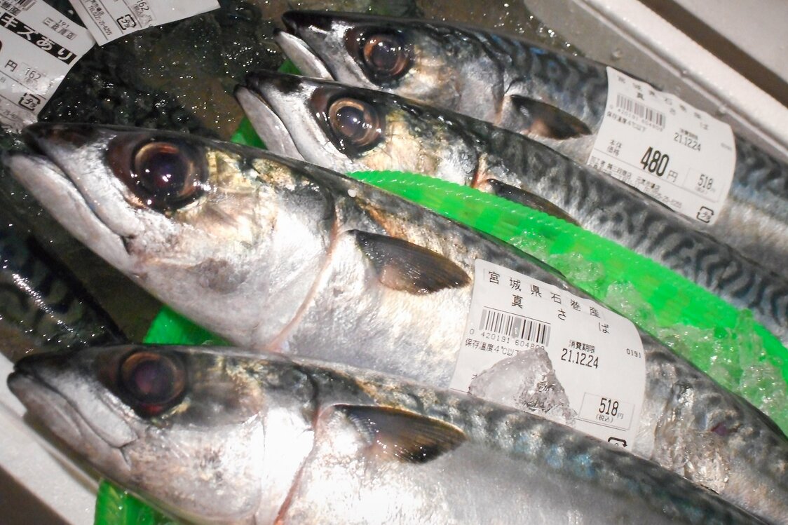 500グラム以上の大型魚が流通主体となっている国産のサバ　写真：筆者提供