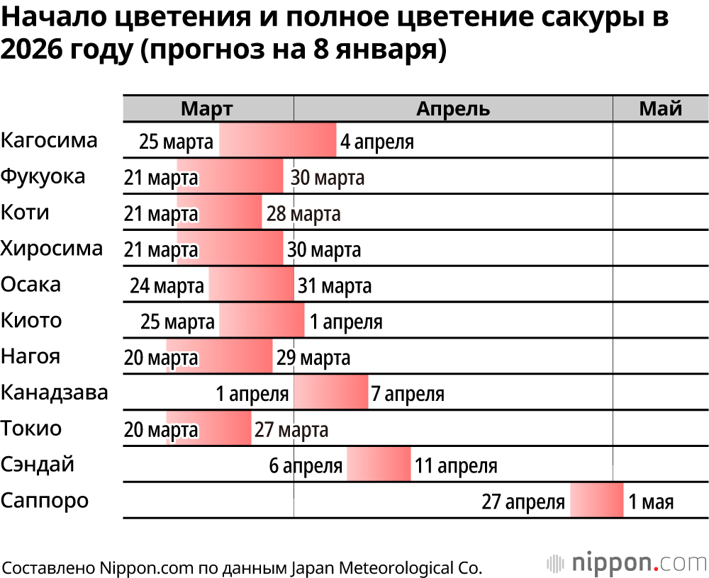 Начало цветения и полное цветение сакуры в 2026 году (прогноз на 8 января)