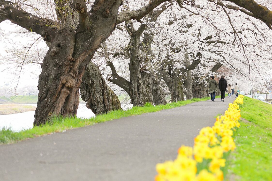 桜とスイセンのコントラストが見事　写真提供：大河原町商工観光課