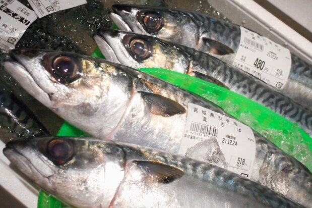 500グラム以上の大型魚が流通主体となっている国産のサバ 写真:筆者提供