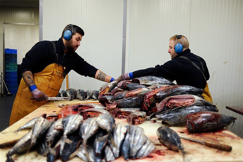 The thawed fish are filleted by hand.