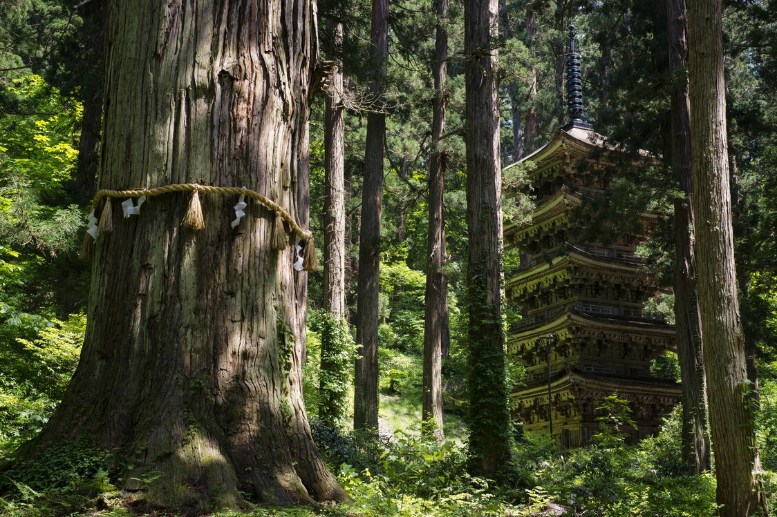 国宝の羽黒山五重塔と樹齢1000年とされる爺杉（じじすぎ）　写真提供：山形県観光物産協会