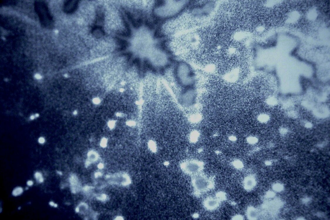 Sometimes if I look into the sunlight for long enough as it streams through the canopy of trees, I feel as if I have slipped back in time to the birth of the universe. (© Ōnishi Naruaki)