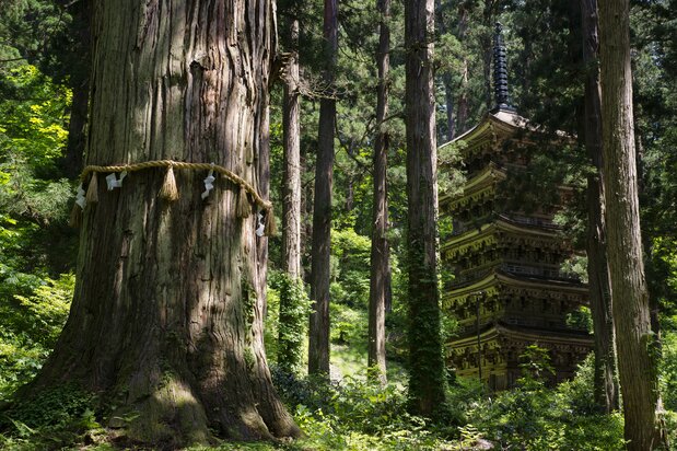 国宝の羽黒山五重塔と樹齢1000年とされる爺杉（じじすぎ）　写真提供：山形県観光物産協会