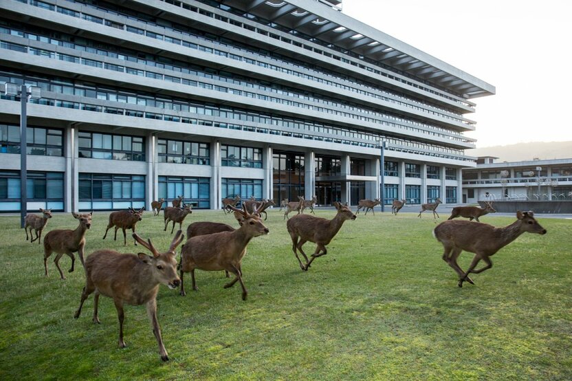 On the lawns of the Nara Prefectural Office.