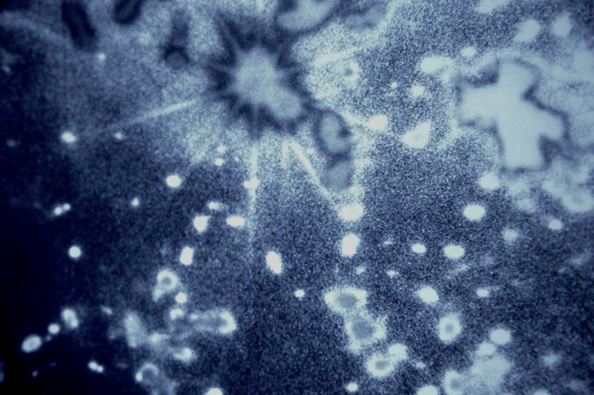 Sometimes if I look into the sunlight for long enough as it streams through the canopy of trees, I feel as if I have slipped back in time to the birth of the universe. (© Ōnishi Naruaki)