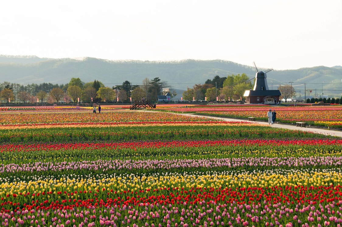 園内奥から眺めるチューリップ畑の雄大な風景
