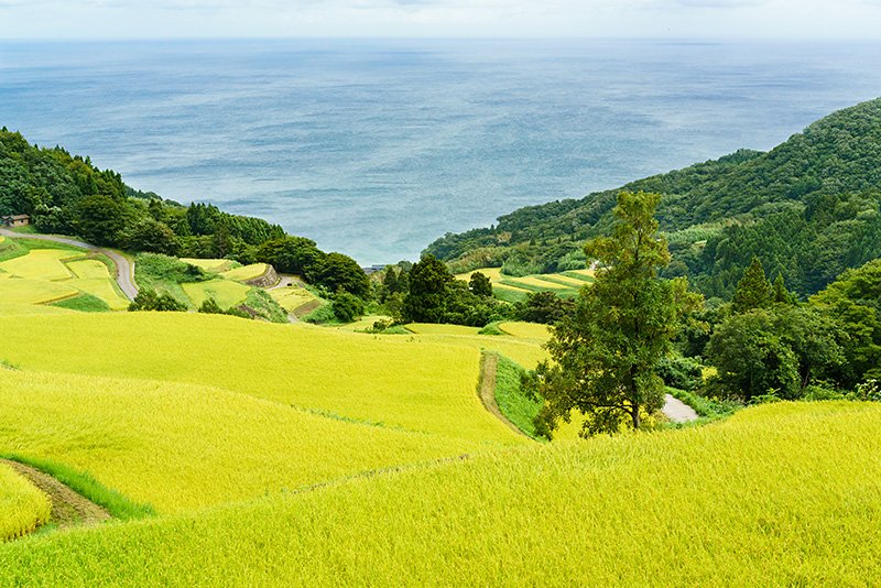 El paraje denominado Iwakubi-shōryū, que aúna la belleza de las terrazas agrícolas a la del mar del Japón.