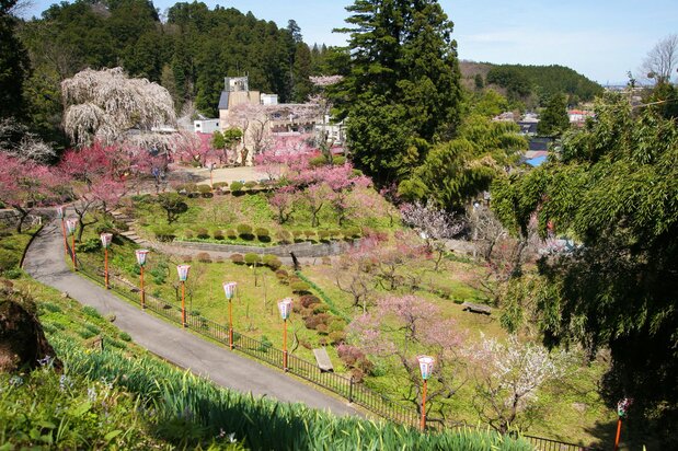 Des fleurs de pruniers roses et blanches dans le parc surplombant la ville thermale (Photo avec l’aimable autorisation de Yutagawa Onsen)