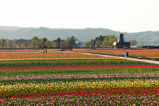 園内奥からの眺めるチューリップ畑も雄大な風景