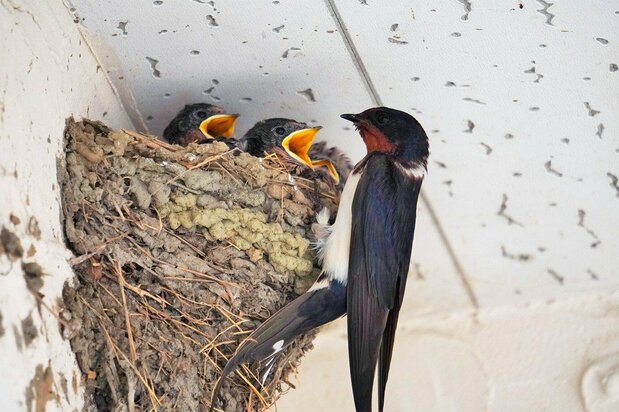 Swallows nesting on a house. (© Pixta)